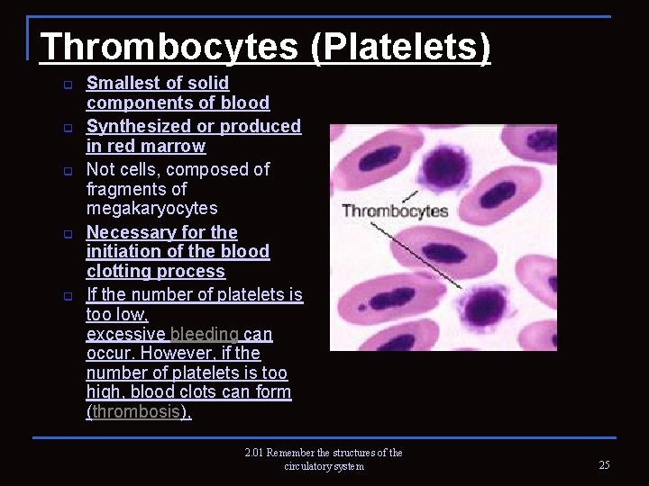 Thrombocytes (Platelets) q q q Smallest of solid components of blood Synthesized or produced