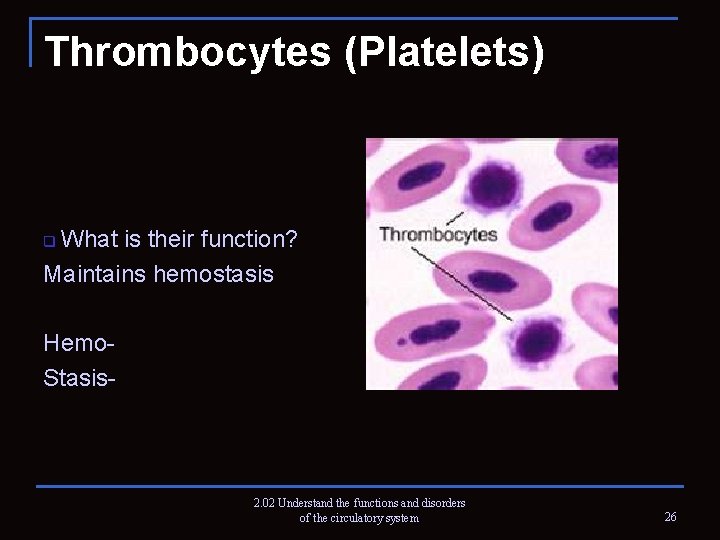 Thrombocytes (Platelets) What is their function? Maintains hemostasis q Hemo. Stasis- 2. 02 Understand