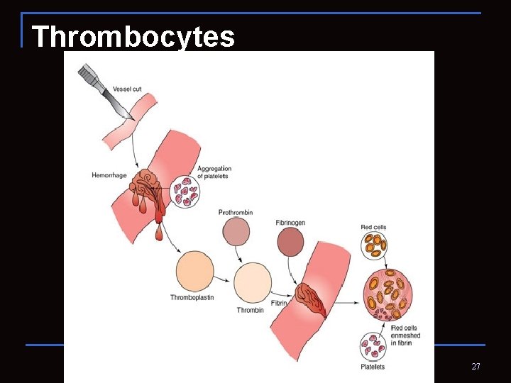 Thrombocytes 2. 02 Understand the functions and disorders of the circulatory system 27 