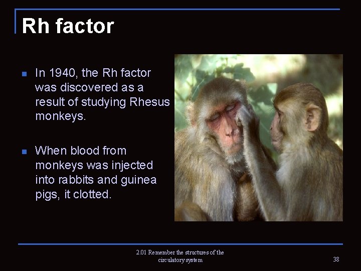 Rh factor n In 1940, the Rh factor was discovered as a result of