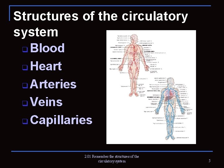 Structures of the circulatory system q Blood q Heart q Arteries q Veins q