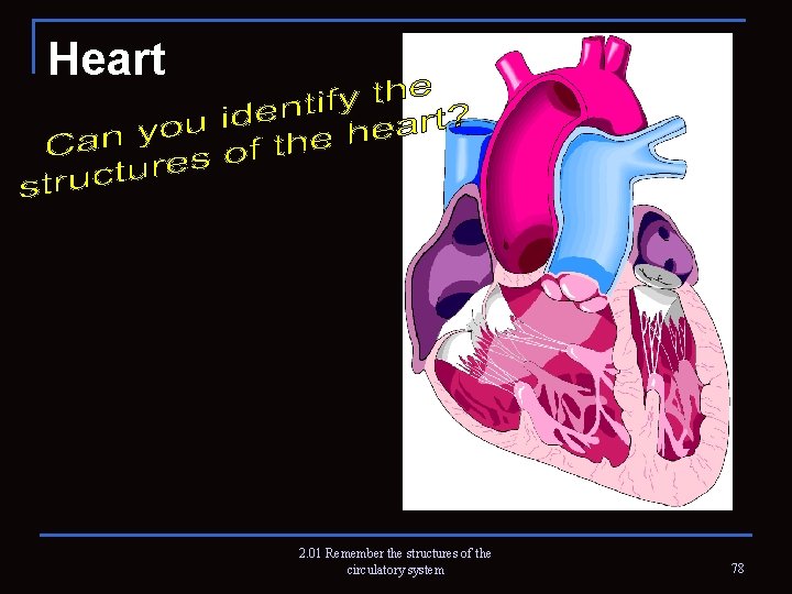 Heart 2. 01 Remember the structures of the circulatory system 78 