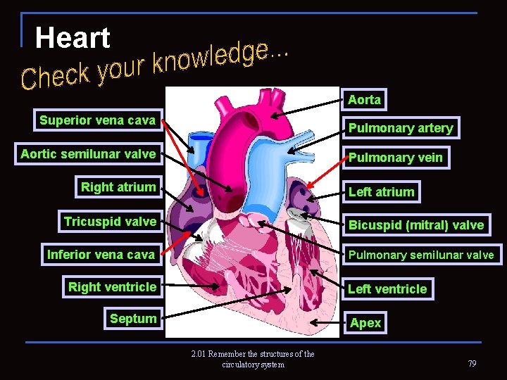 Heart Aorta Superior vena cava Pulmonary artery Aortic semilunar valve Pulmonary vein Right atrium