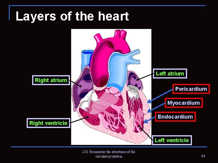 Layers of the heart Left atrium Right atrium Pericardium Myocardium Endocardium Right ventricle Left