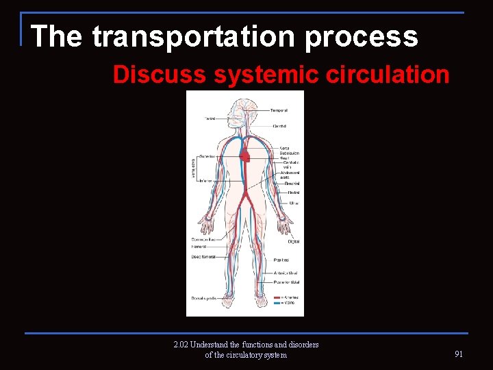 The transportation process Discuss systemic circulation 2. 02 Understand the functions and disorders of