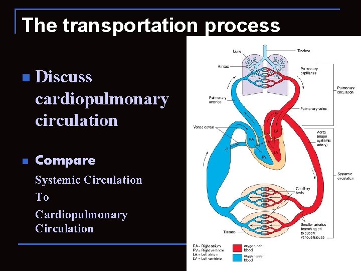 The transportation process n n Discuss cardiopulmonary circulation Compare Systemic Circulation To Cardiopulmonary Circulation