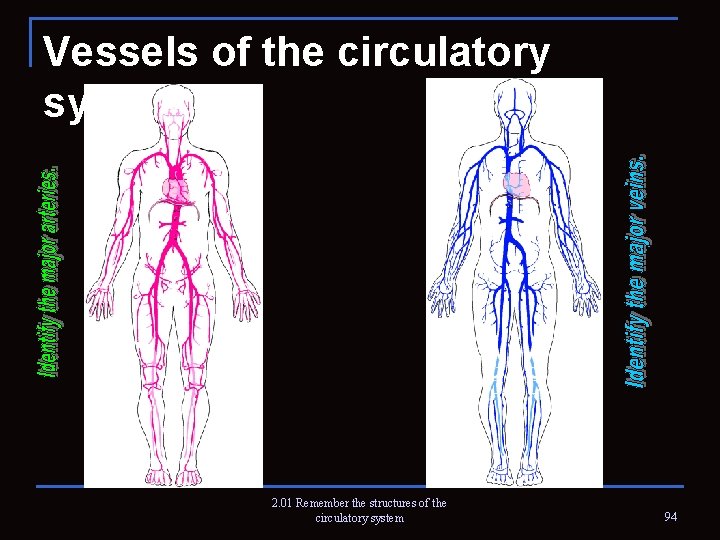 Vessels of the circulatory system 2. 01 Remember the structures of the circulatory system