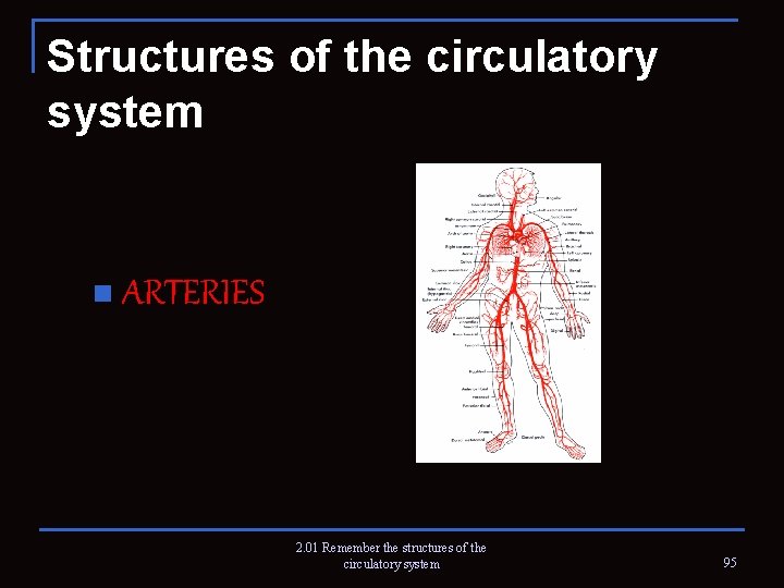 Structures of the circulatory system n ARTERIES 2. 01 Remember the structures of the