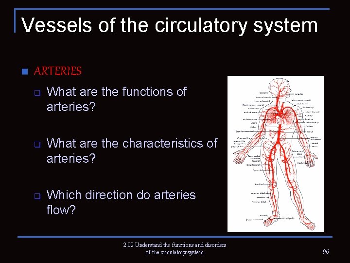 Vessels of the circulatory system n ARTERIES q q q What are the functions