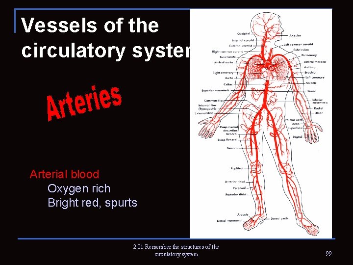 Vessels of the circulatory system Arterial blood Oxygen rich Bright red, spurts 2. 01
