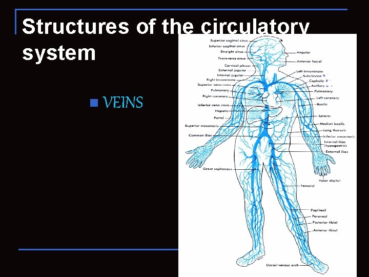 Structures of the circulatory system n VEINS 100 