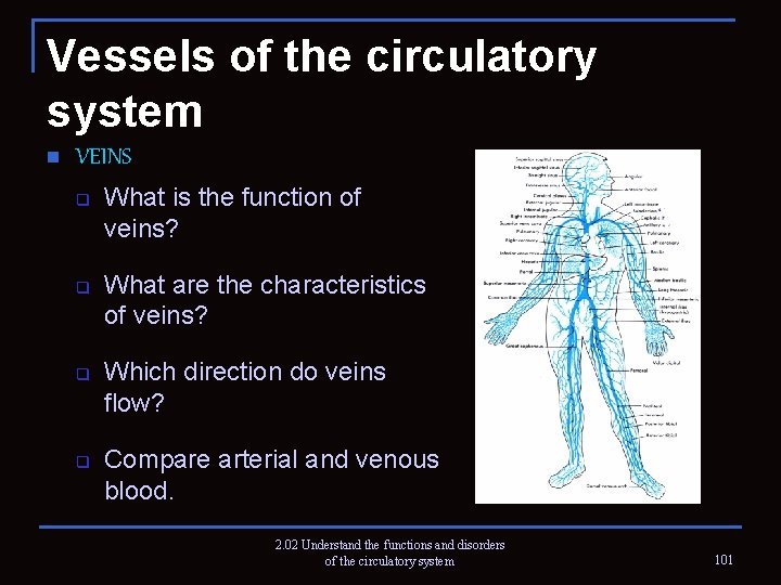 Vessels of the circulatory system n VEINS q q What is the function of