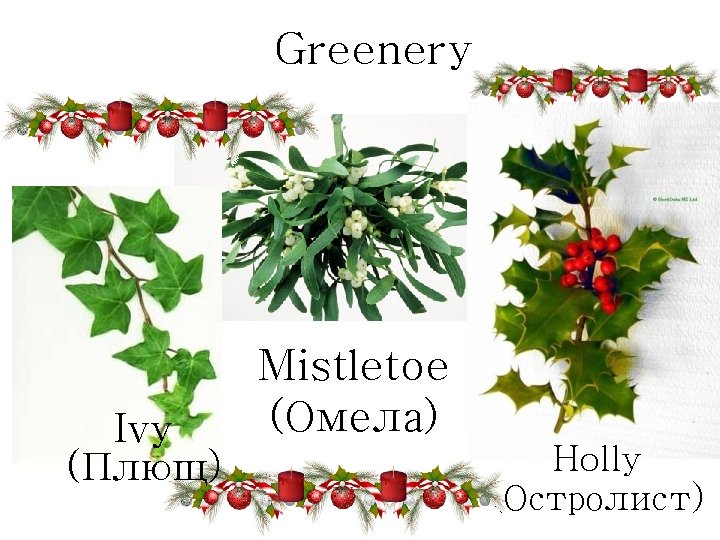 Greenery Ivy (Плющ) Mistletoe (Омела) Holly (Остролист) 