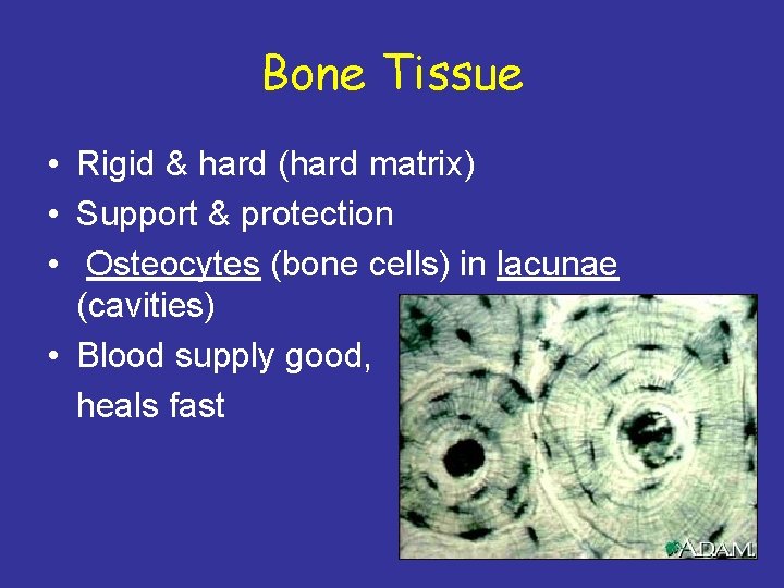 Bone Tissue • Rigid & hard (hard matrix) • Support & protection • Osteocytes