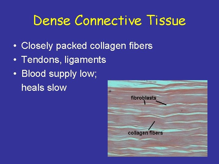 Dense Connective Tissue • Closely packed collagen fibers • Tendons, ligaments • Blood supply