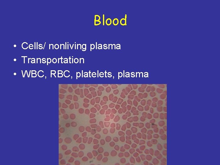 Blood • Cells/ nonliving plasma • Transportation • WBC, RBC, platelets, plasma 