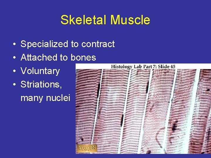 Skeletal Muscle • • Specialized to contract Attached to bones Voluntary Striations, many nuclei