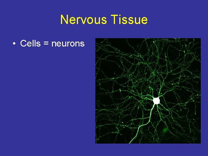 Nervous Tissue • Cells = neurons 