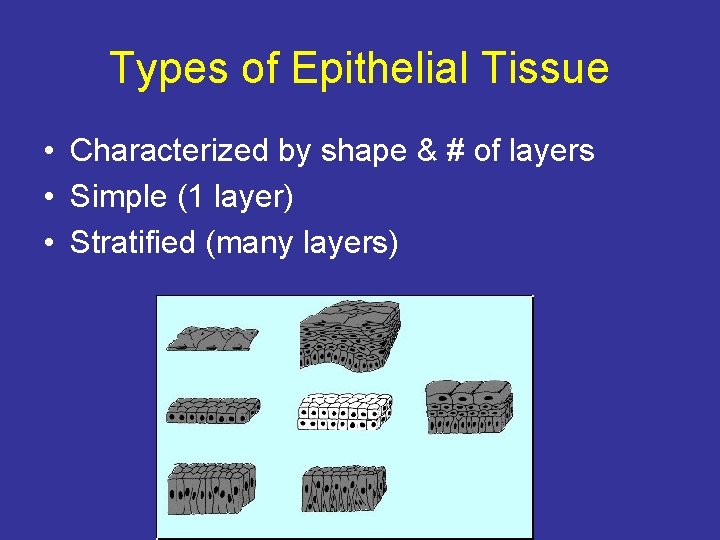 Types of Epithelial Tissue • Characterized by shape & # of layers • Simple