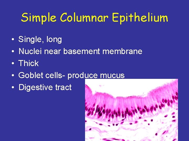 Simple Columnar Epithelium • • • Single, long Nuclei near basement membrane Thick Goblet