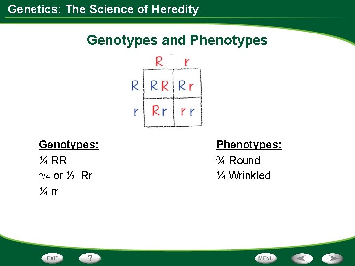 Genetics: The Science of Heredity Genotypes and Phenotypes Genotypes: ¼ RR 2/4 or ½