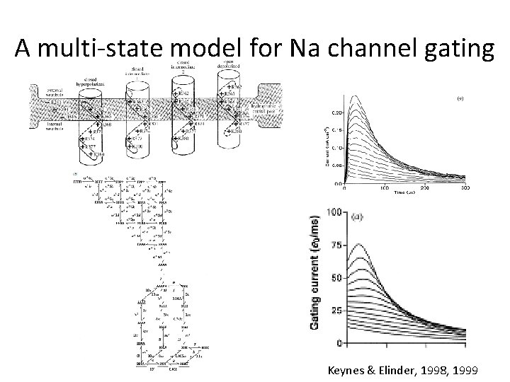 A multi-state model for Na channel gating Keynes & Elinder, 1998, 1999 