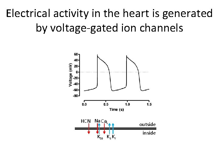 Electrical activity in the heart is generated by voltage-gated ion channels HCN Na Ca.