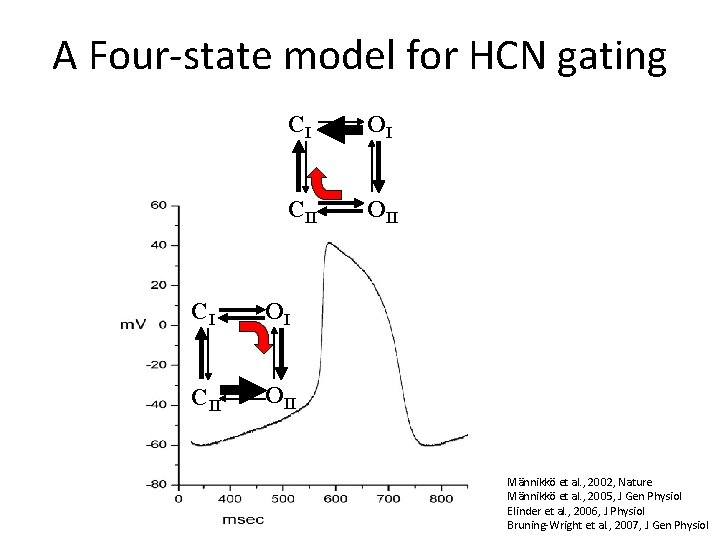 A Four-state model for HCN gating CI OI CII OII Männikkö et al. ,