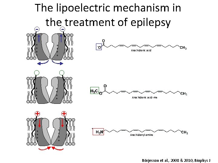 The lipoelectric mechanism in the treatment of epilepsy + + + + + Arachidonic