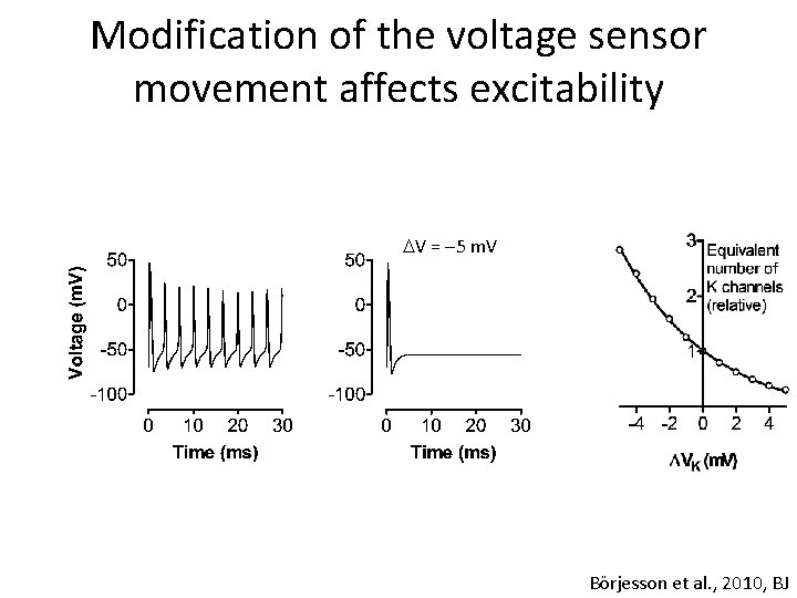 Modification of the voltage sensor movement affects excitability V = 5 m. V Börjesson