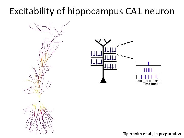 Excitability of hippocampus CA 1 neuron Tigerholm et al. , in preparation 