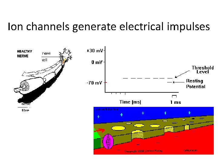 Ion channels generate electrical impulses 