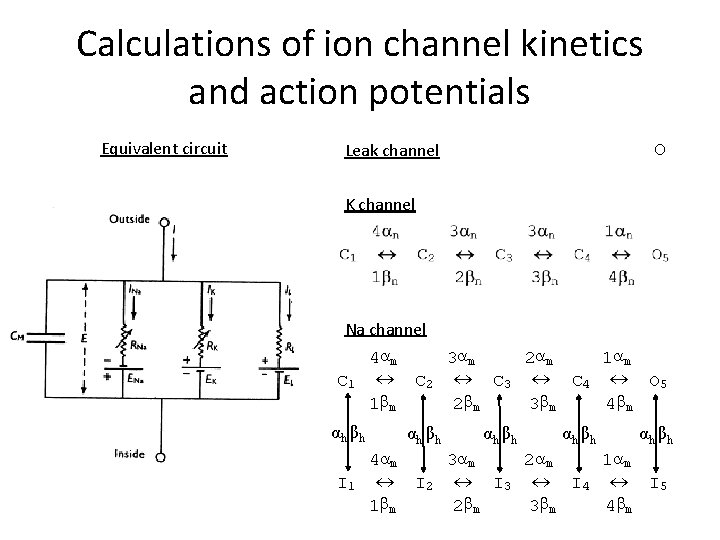 Calculations of ion channel kinetics and action potentials Equivalent circuit Leak channel O K