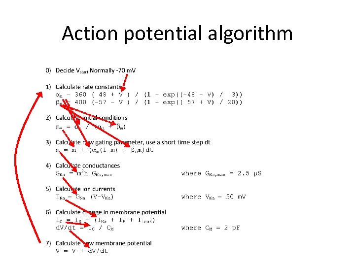 Action potential algorithm 