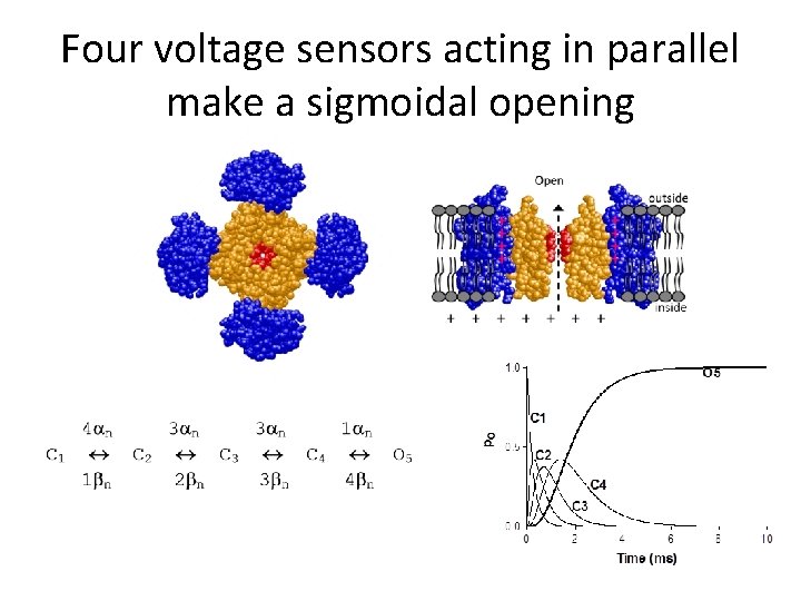 Four voltage sensors acting in parallel make a sigmoidal opening 