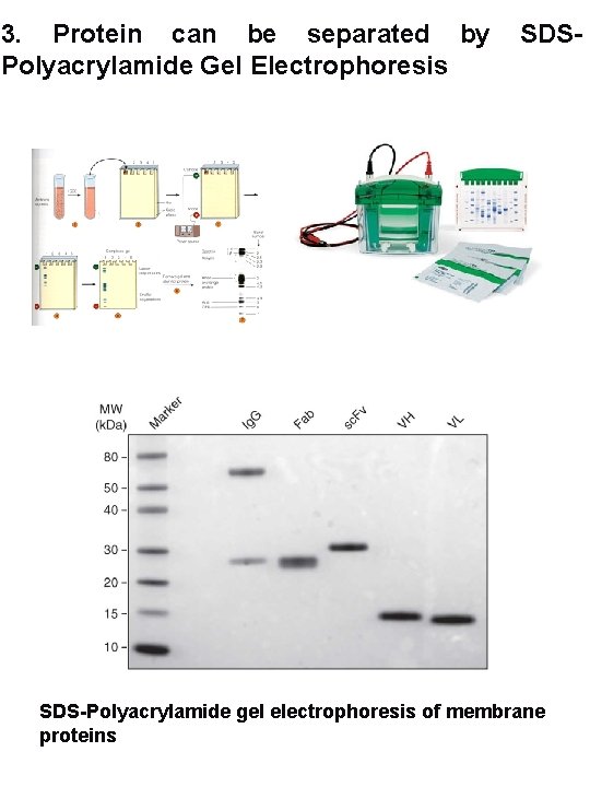 3. Protein can be separated by Polyacrylamide Gel Electrophoresis SDS-Polyacrylamide gel electrophoresis of membrane