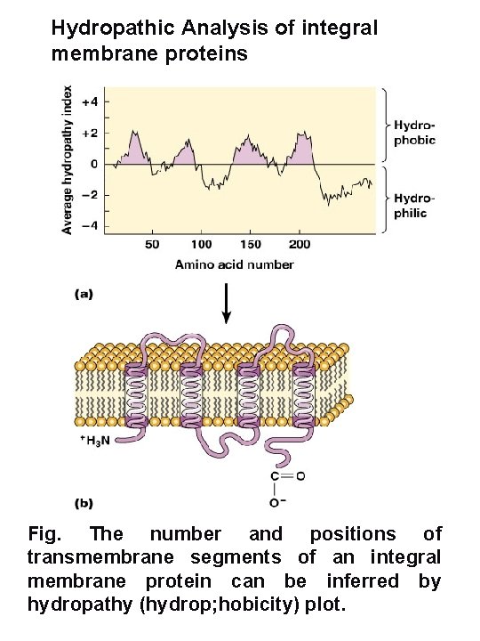 Hydropathic Analysis of integral membrane proteins Fig. The number and positions of transmembrane segments
