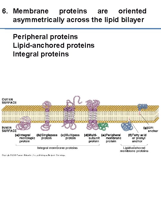 6. Membrane proteins are oriented asymmetrically across the lipid bilayer Peripheral proteins Lipid-anchored proteins