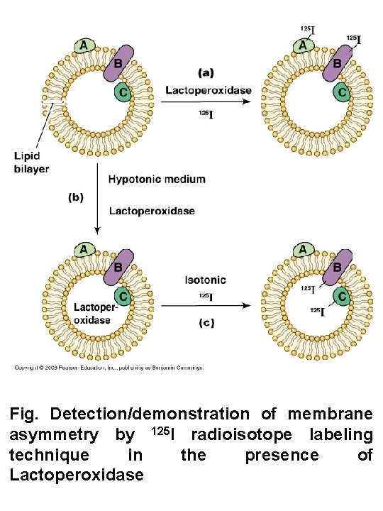 Fig. Detection/demonstration of membrane asymmetry by 125 I radioisotope labeling technique in the presence