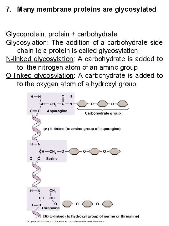 7. Many membrane proteins are glycosylated Glycoprotein: protein + carbohydrate Glycosylation: The addition of