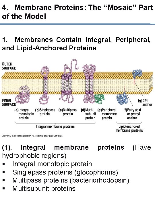 4. Membrane Proteins: The “Mosaic” Part of the Model 1. Membranes Contain Integral, Peripheral,