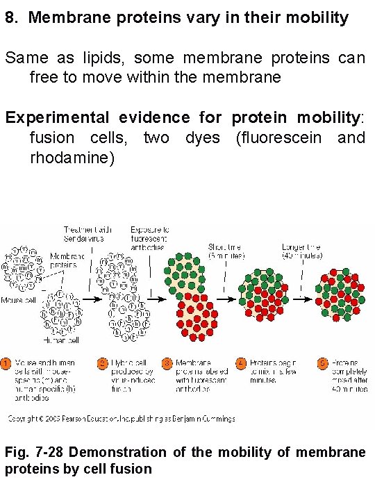 8. Membrane proteins vary in their mobility Same as lipids, some membrane proteins can