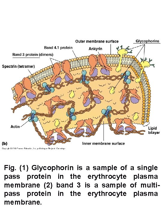 Fig. (1) Glycophorin is a sample of pass protein in the erythrocyte membrane (2)