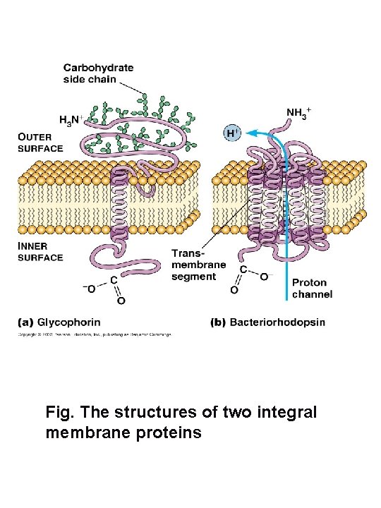 Fig. The structures of two integral membrane proteins 