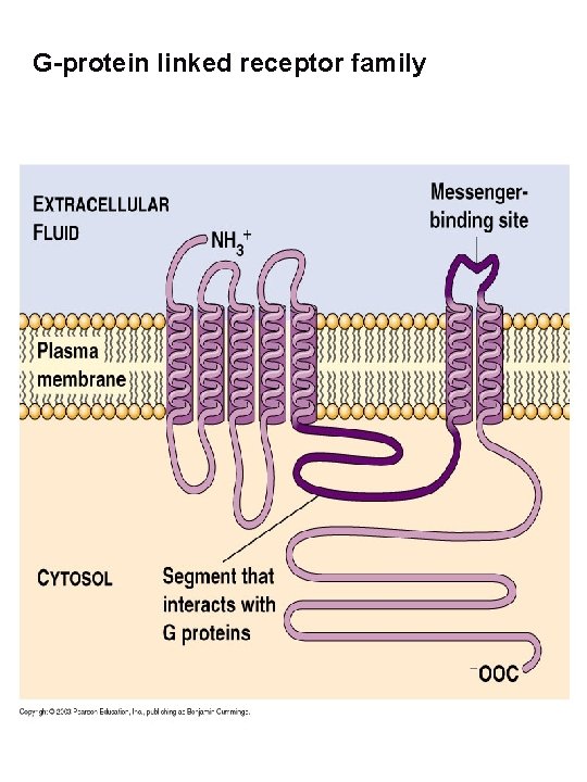 G-protein linked receptor family 