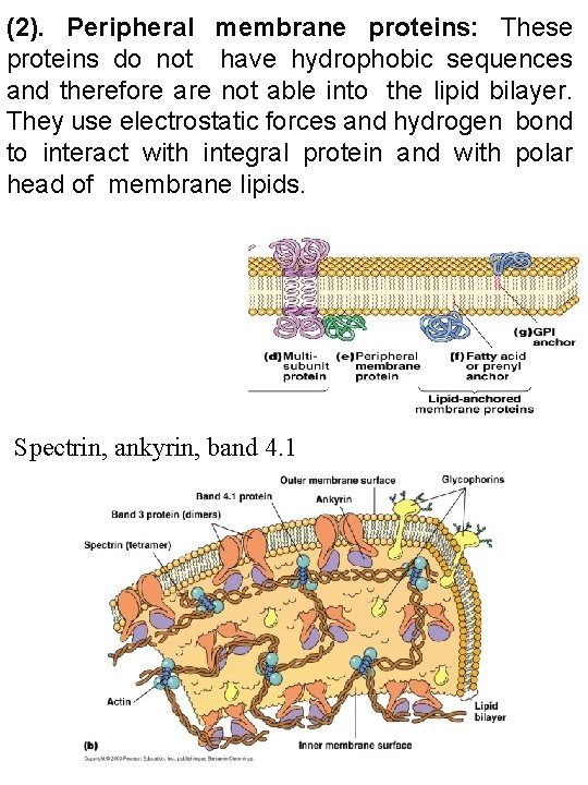 (2). Peripheral membrane proteins: These proteins do not have hydrophobic sequences and therefore are