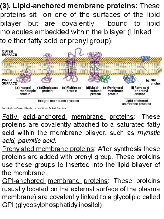 (3). Lipid-anchored membrane proteins: These proteins sit on one of the surfaces of the