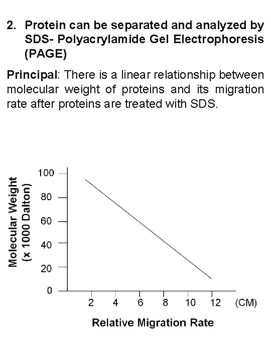 2. Protein can be separated analyzed by SDS- Polyacrylamide Gel Electrophoresis (PAGE) Principal: There