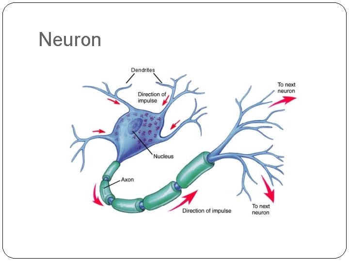 Neuron 