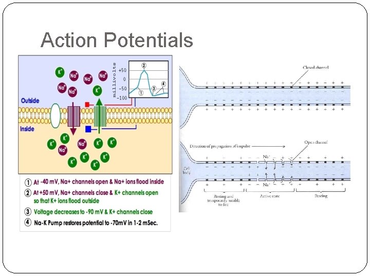 Action Potentials 